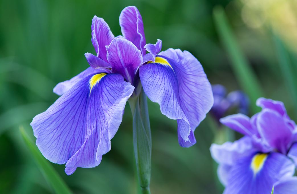 Iris