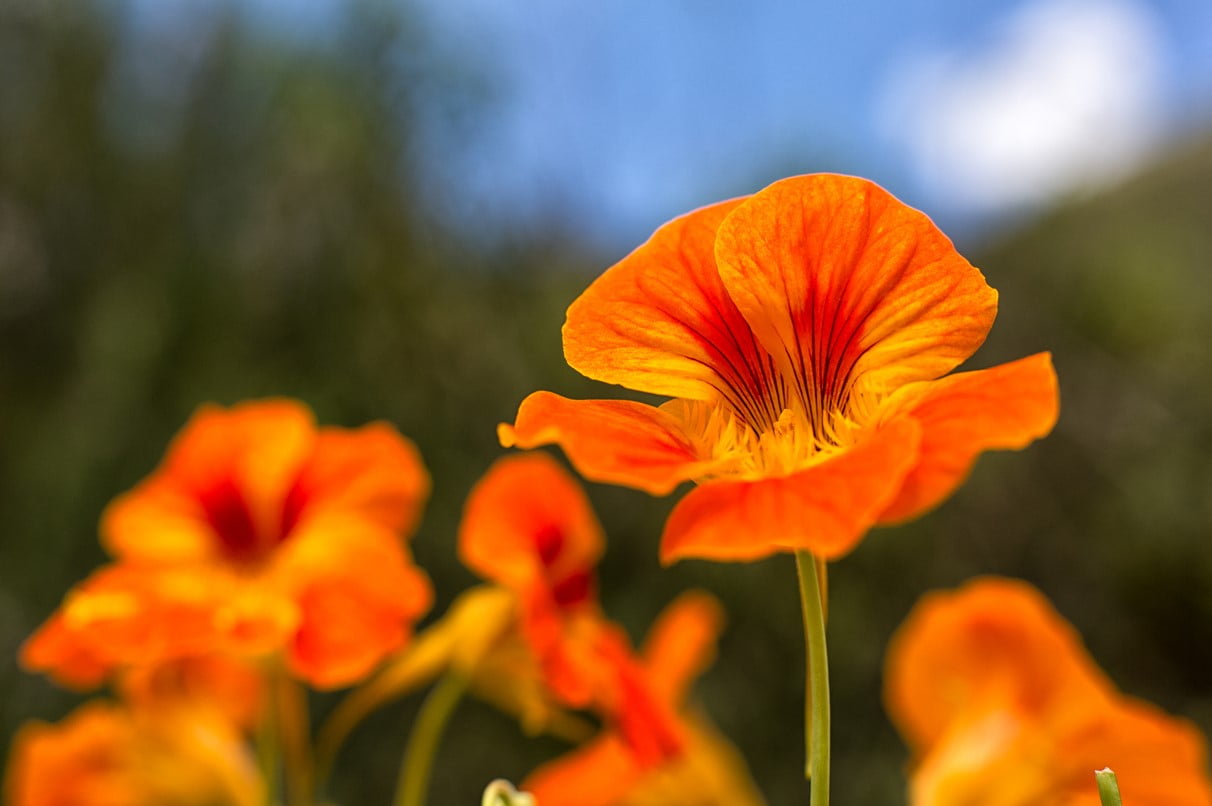 Nasturtium